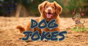 Dog Jokes | Jokes and Riddles